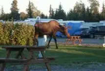 Alaskan Angler RV Resort