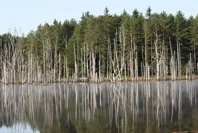 Moshannon State Forest